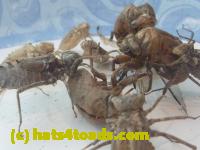 /home//u458753944/public_html/sourcegallery//////////////Insects and small critters/silliness/P1050008.JPG
